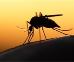 Researchers zero in on a potential new target for malaria: Biological clocks